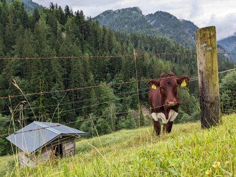 A young cow on green mountain meadows behind a fence looking straight into the camera.
