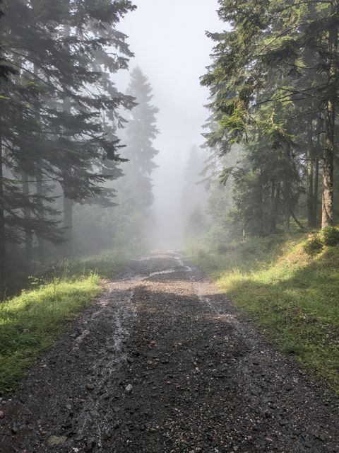 Washed out gravel road in a misty forest.