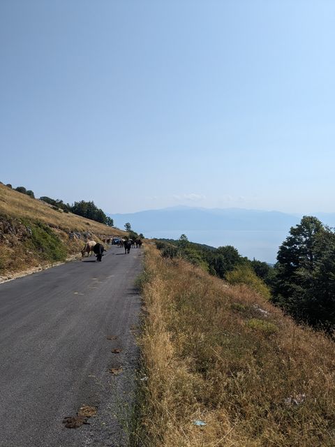 Cows on the mountain road from lake Ohrid to lake Prespa.